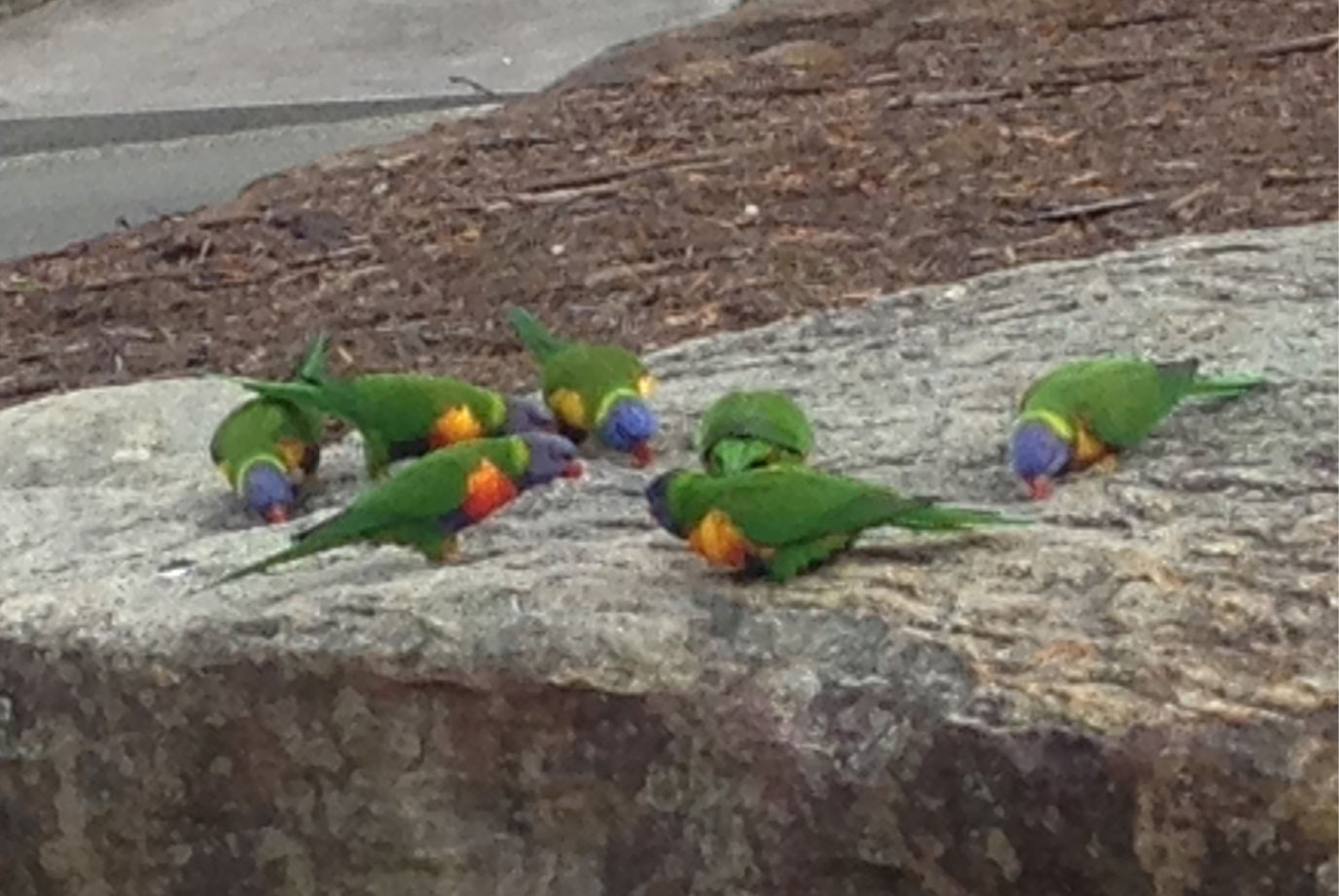 Lorikeets